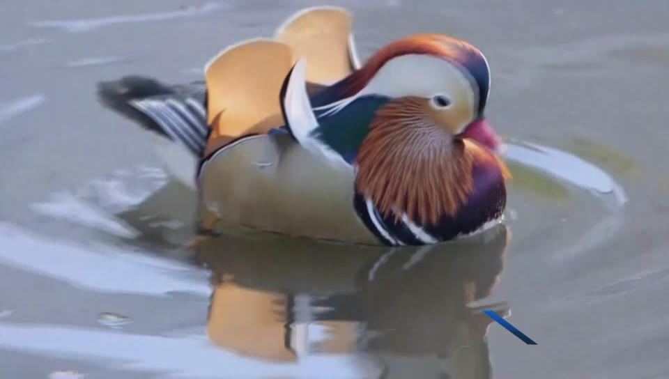 B C Has Its Own Spectacular Visiting Mandarin Duck Watch News