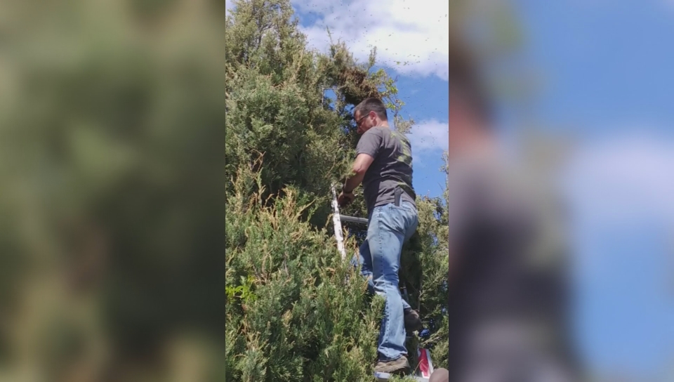 Okanagan Beekeeper Safely Removes Swarm Of 20 000 Bees Without A Suit Globalnews Ca Okanagan Beekeeper Safely Removes Swarm Of 20 000 Bees Without A Suit Globalnews Ca