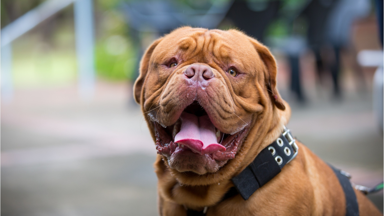 How Much Do French Mastiffs Cost