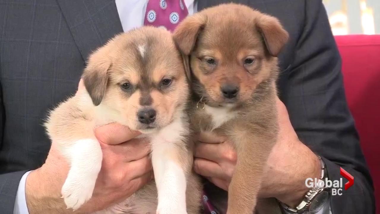 puppies needing homes