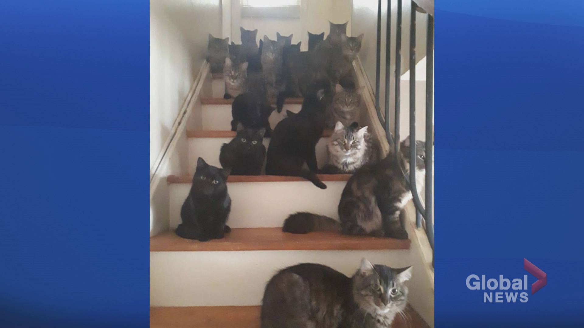 300 cats in apartment