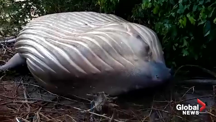 ●弓 Brazilwood Imitated Whale 4/4 ○弓 Brazilwood Imitated Whale 4/4