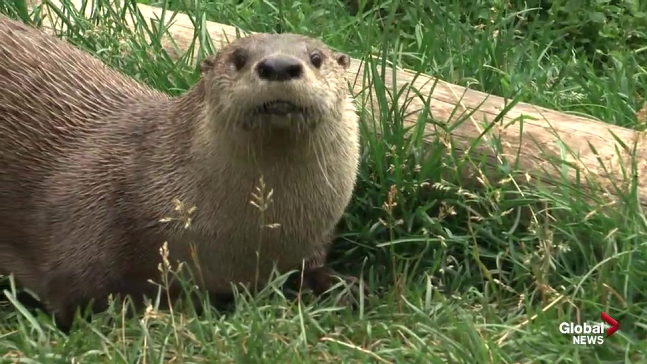 Edmonton Valley Zoo: Otters