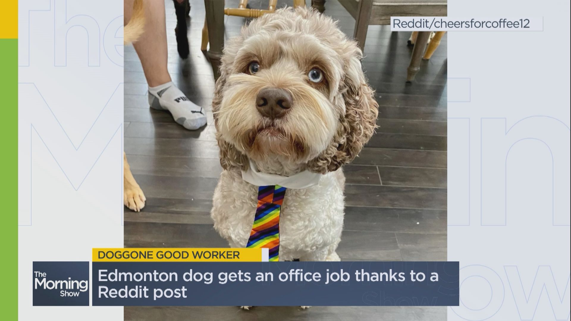 What Is The Best Shampoo For Labradoodles