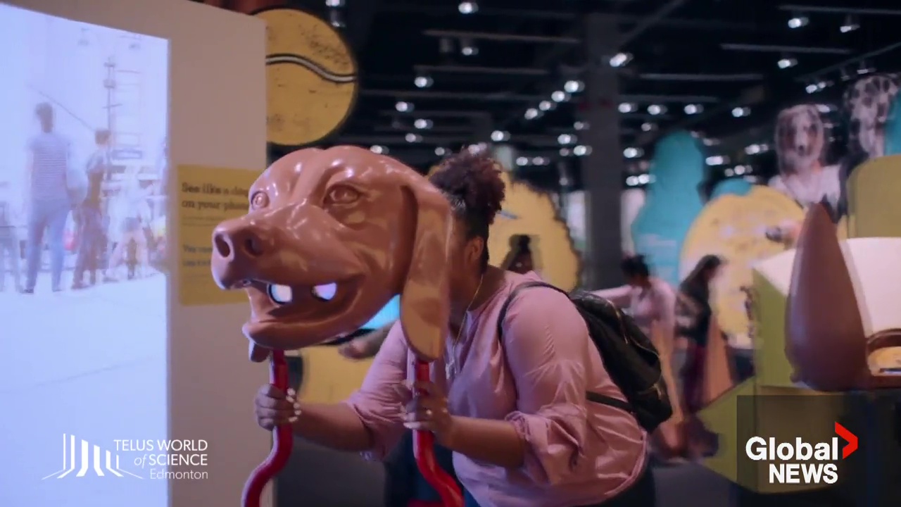 TWOS: New exhibit digs deep into the history of the dog | Watch