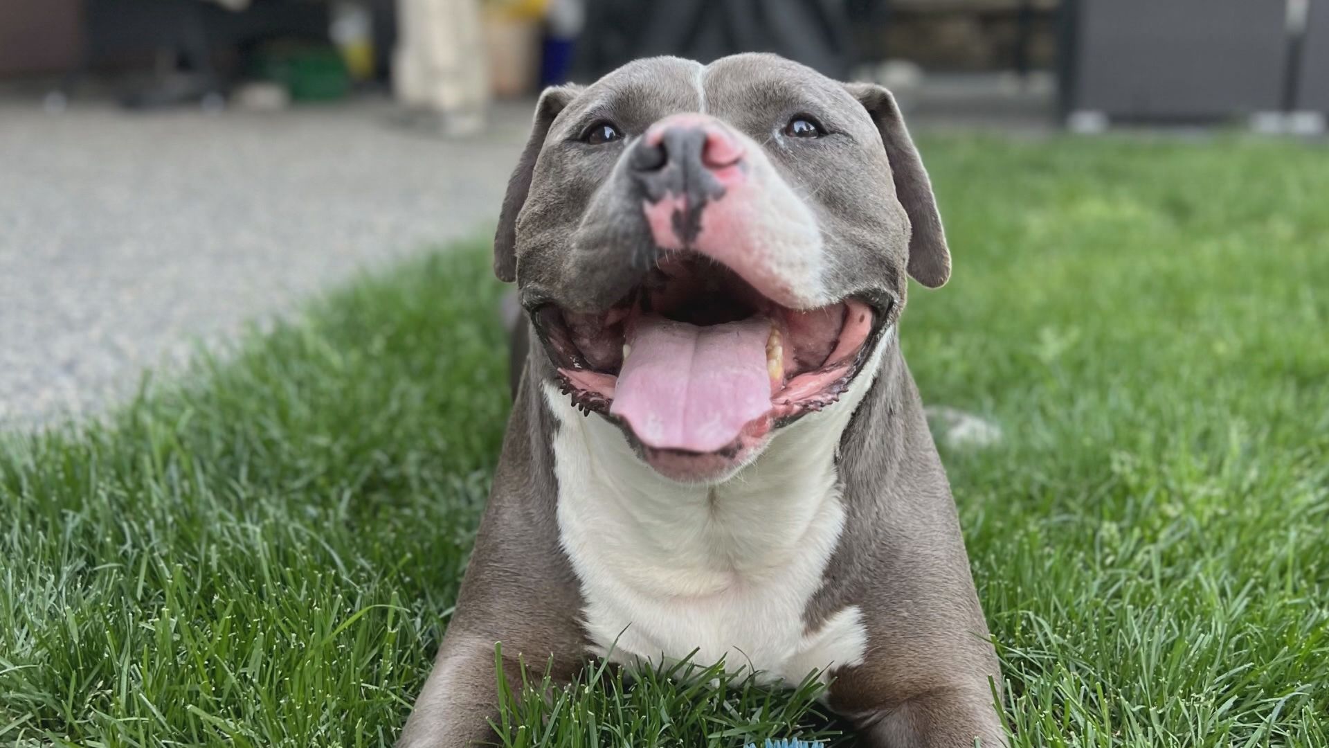 ●PIT BULL VICIOUS 148 Vicious Pit Bull Dog Stock Photos, High-Res Pictures