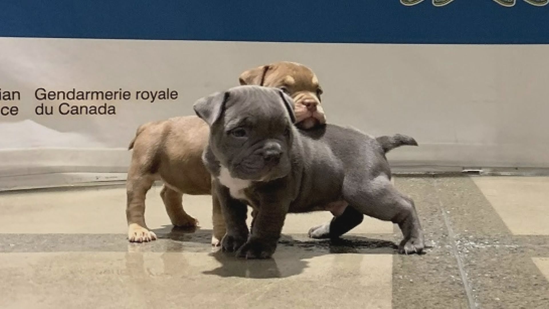 Stolen American Bulldog Puppies Returned To Owner And Mother Watch News Videos Online