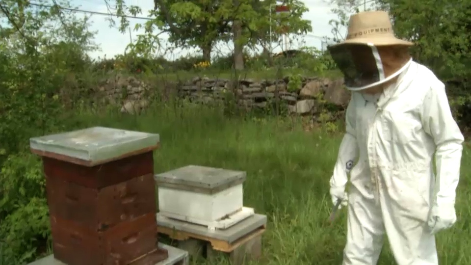Amherstview Ont Beekeeper Loses 20k Bees After Swarm Flies Away Kingston Globalnews Ca Amherstview Ont Beekeeper Loses 20k Bees After Swarm Flies Away Kingston Globalnews Ca