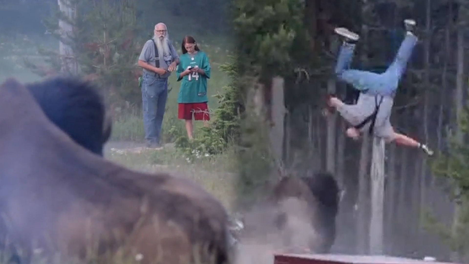 Grandfather charged at, thrown flying into air by angered bison at  Yellowstone