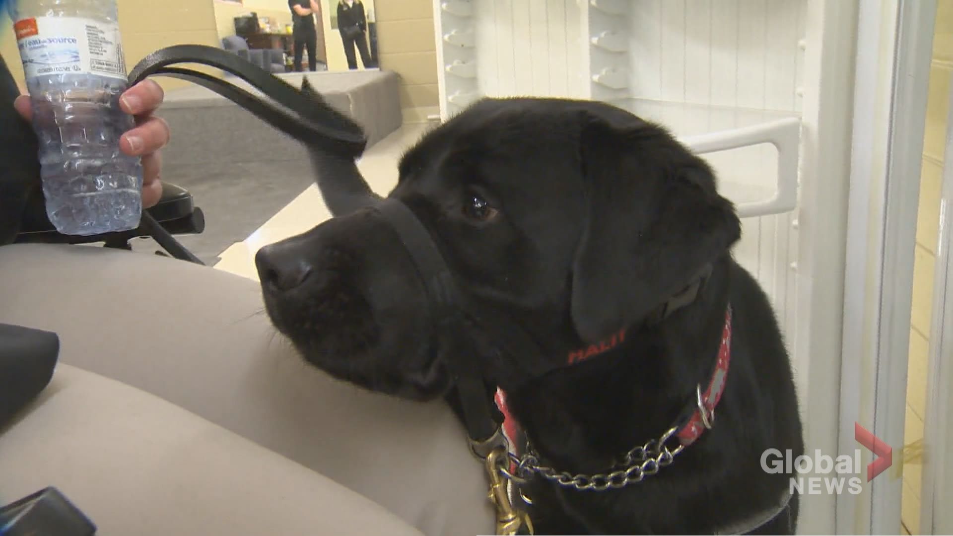 Does Petsmart Train Service Dogs