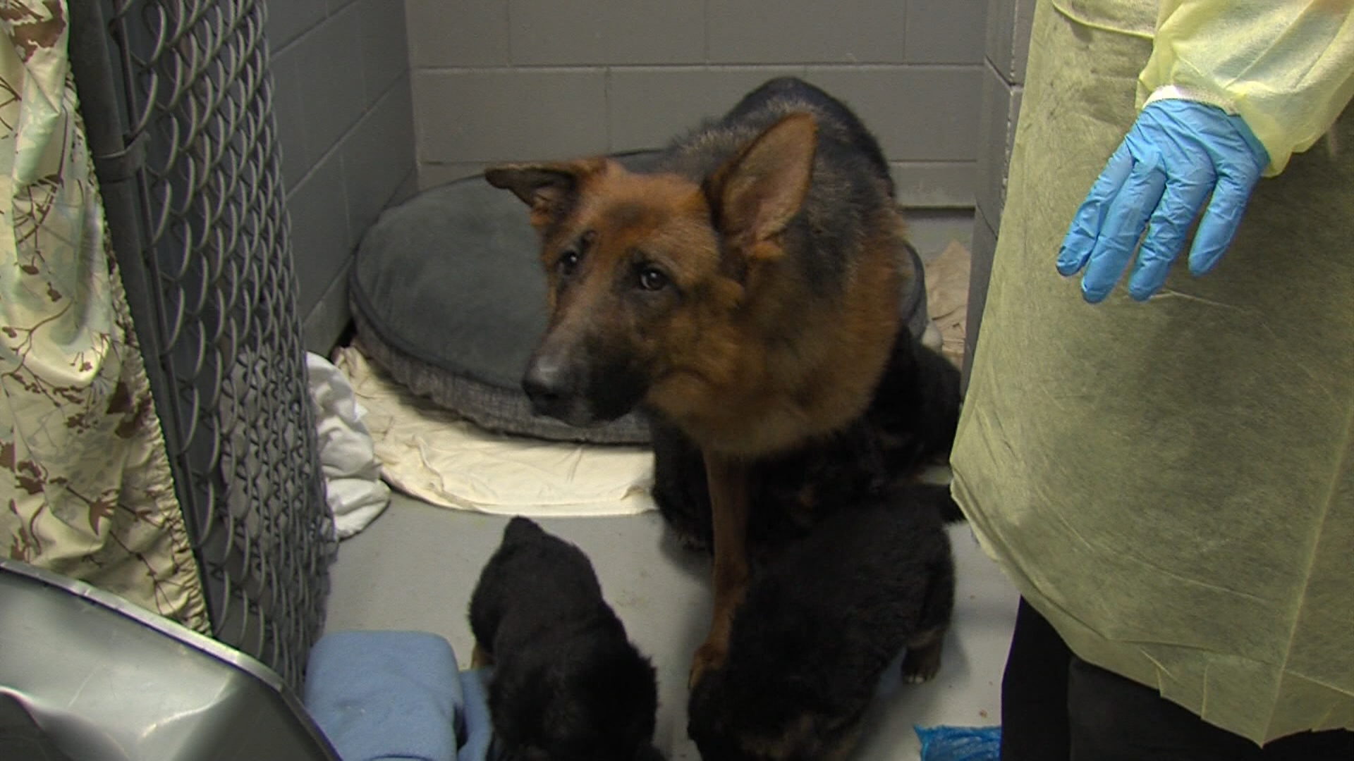 ・Germanshepherd・１９７４〜・１６×２０・ Copen・ BC SPCA seizes 43 German shepherds from breeder | Watch News