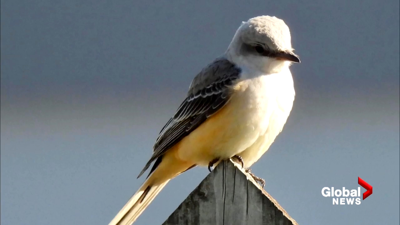 Bird-watchers flock to Dorval Technoparc to spot scissor-tailed